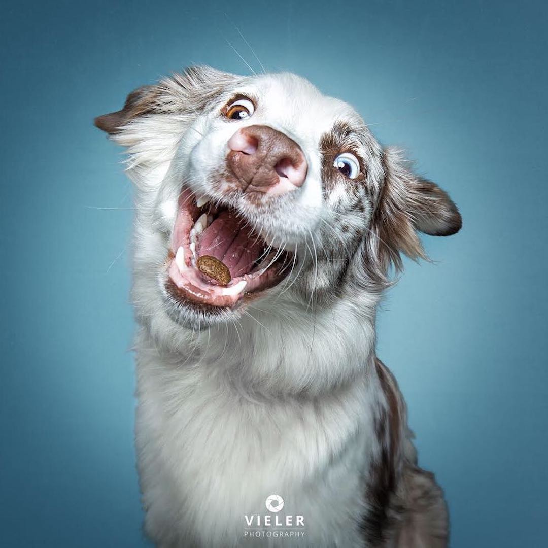 dogs-catching-treats-christian-vieler-16